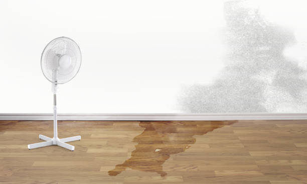 Best Ceiling water damage repair  in Olive Hill, KY