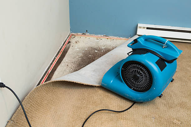 Best Local water damage restoration  in Olive Hill, KY